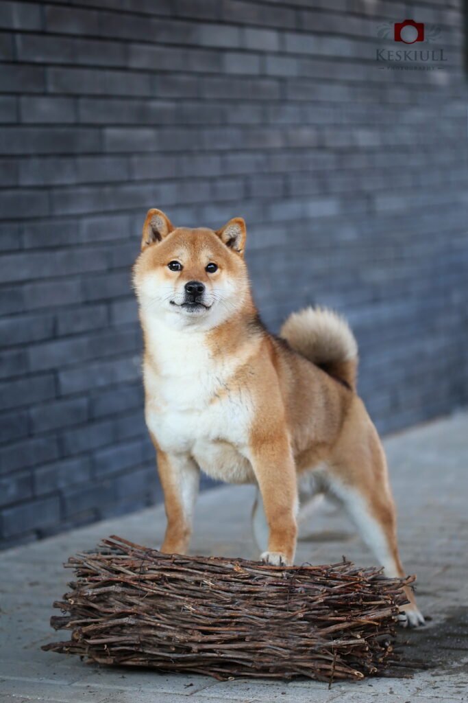 bagdonas marketing agency, სრული მარკეტინგული მომსახურება ,ფოტო/ ვიდეო გადაღება