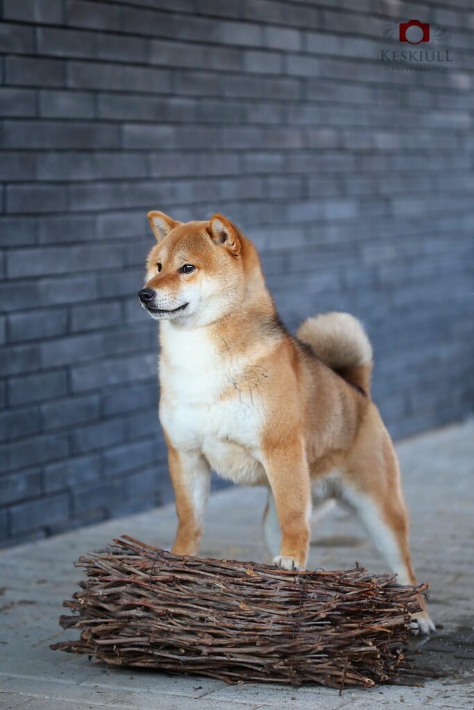 bagdonas marketing agency, სრული მარკეტინგული მომსახურება ,ფოტო/ ვიდეო გადაღება