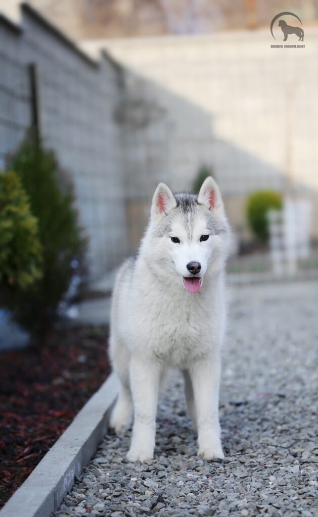 bagdonas marketing agency, სრული მარკეტინგული მომსახურება ,ფოტო/ ვიდეო გადაღება