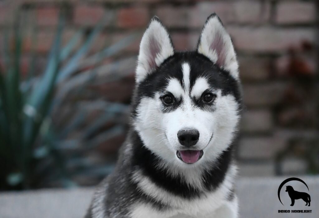 bagdonas marketing agency, სრული მარკეტინგული მომსახურება ,ფოტო/ ვიდეო გადაღება