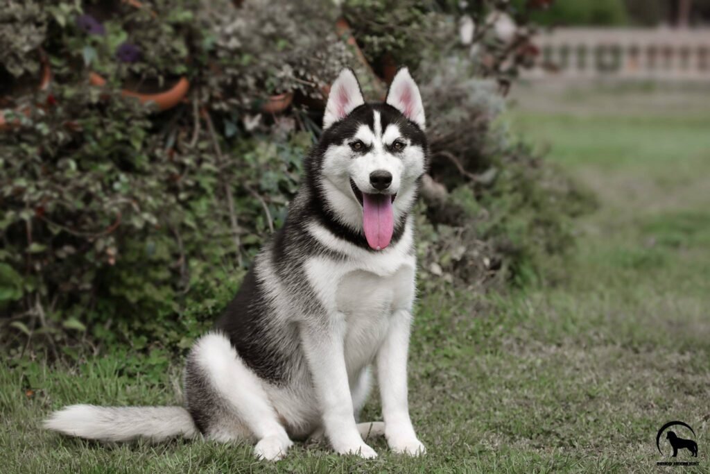 bagdonas marketing agency, სრული მარკეტინგული მომსახურება ,ფოტო/ ვიდეო გადაღება