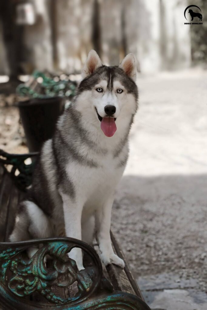 bagdonas marketing agency, სრული მარკეტინგული მომსახურება ,ფოტო/ ვიდეო გადაღება