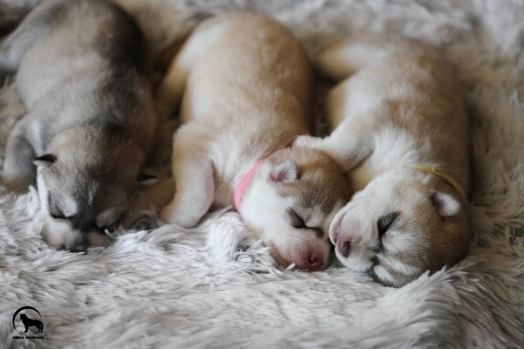 bagdonas marketing agency, სრული მარკეტინგული მომსახურება ,ფოტო/ ვიდეო გადაღება