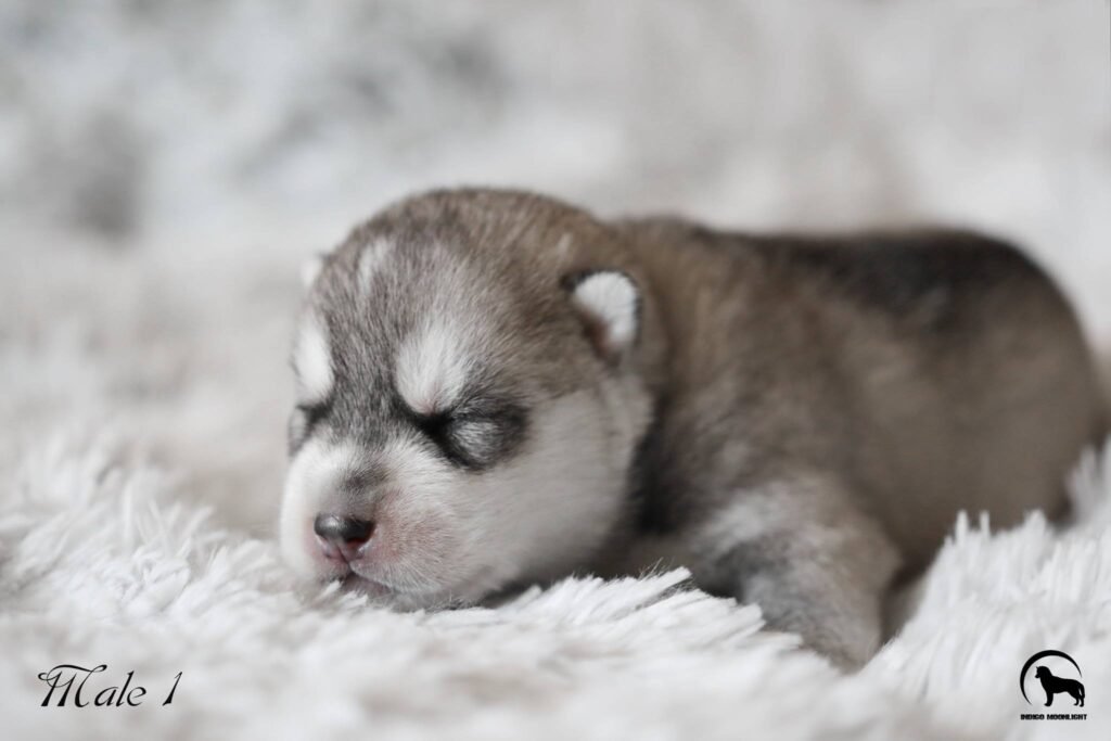 bagdonas marketing agency, სრული მარკეტინგული მომსახურება ,ფოტო/ ვიდეო გადაღება