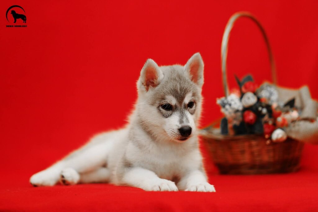 bagdonas marketing agency, სრული მარკეტინგული მომსახურება ,ფოტო/ ვიდეო გადაღება