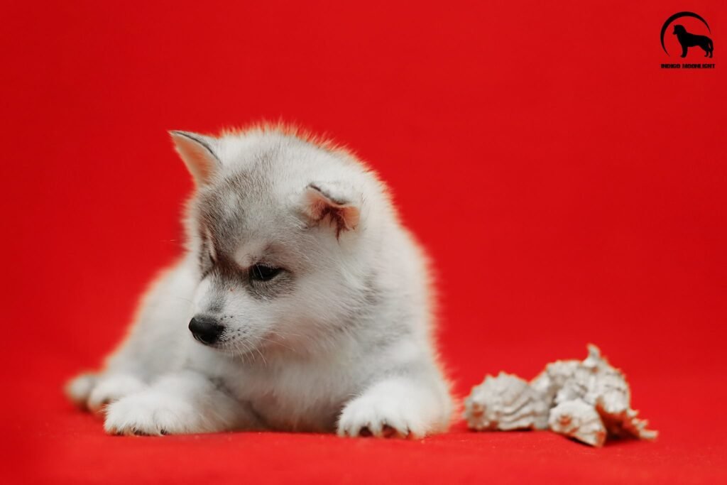 bagdonas marketing agency, სრული მარკეტინგული მომსახურება ,ფოტო/ ვიდეო გადაღება