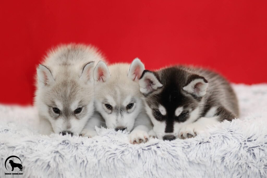 bagdonas marketing agency, სრული მარკეტინგული მომსახურება ,ფოტო/ ვიდეო გადაღება