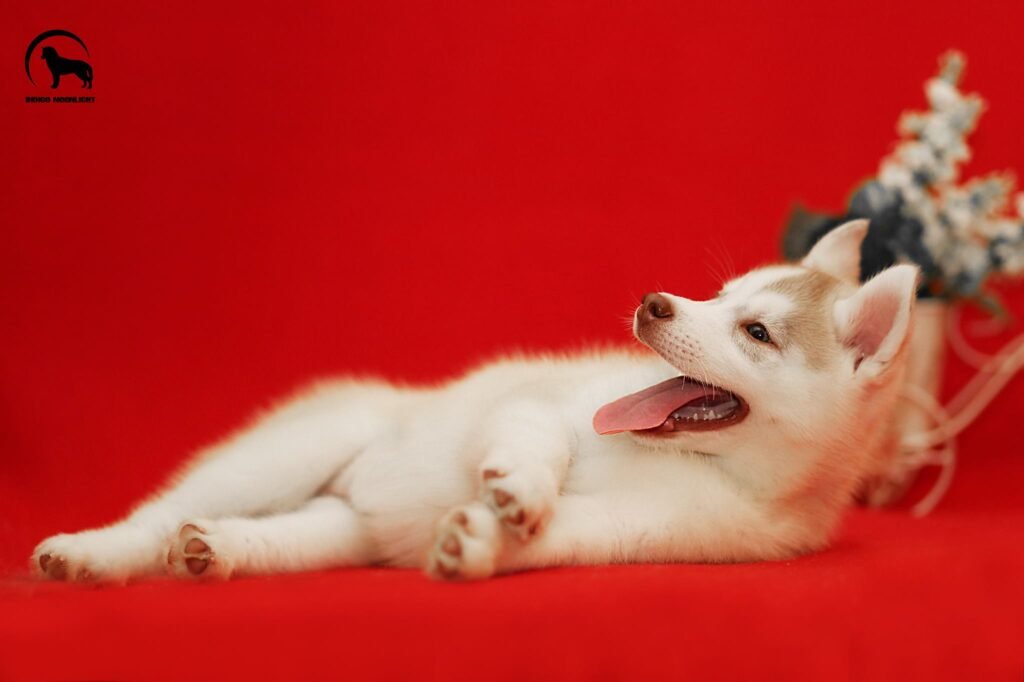 bagdonas marketing agency, სრული მარკეტინგული მომსახურება ,ფოტო/ ვიდეო გადაღება