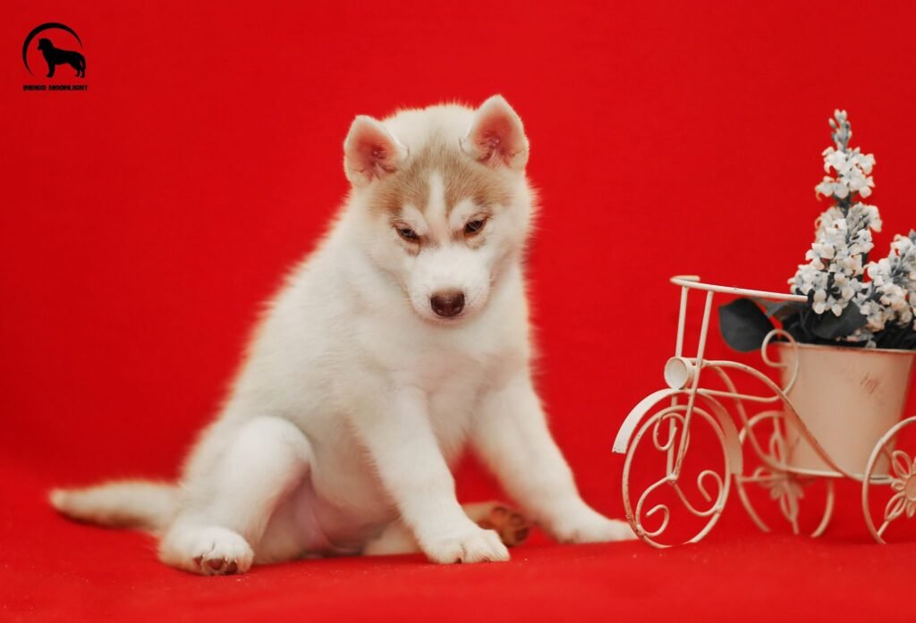 bagdonas marketing agency, სრული მარკეტინგული მომსახურება ,ფოტო/ ვიდეო გადაღება