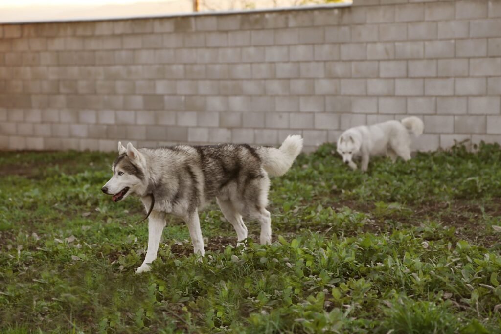 bagdonas marketing agency, სრული მარკეტინგული მომსახურება ,ფოტო/ ვიდეო გადაღება