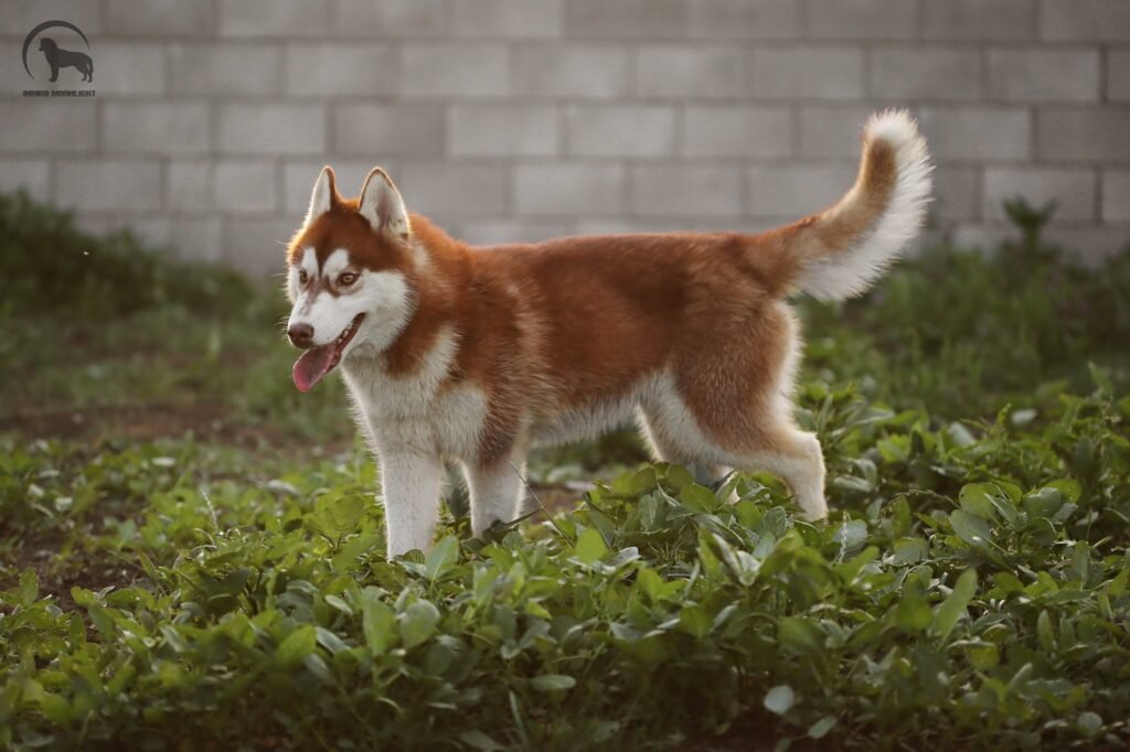 bagdonas marketing agency, სრული მარკეტინგული მომსახურება ,ფოტო/ ვიდეო გადაღება