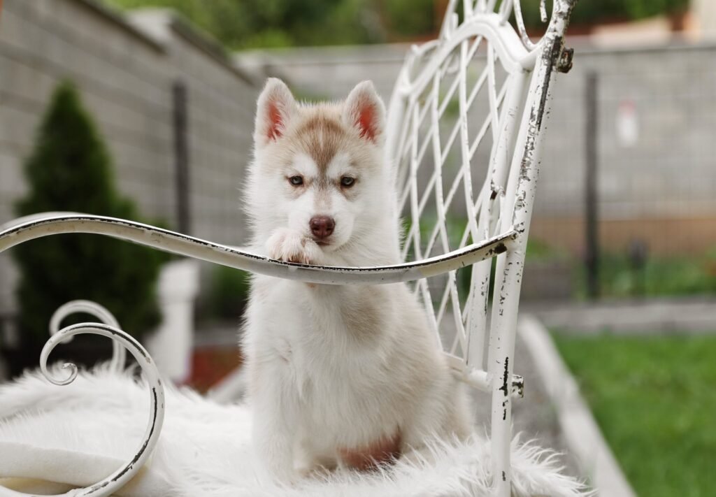 bagdonas marketing agency, სრული მარკეტინგული მომსახურება ,ფოტო/ ვიდეო გადაღება