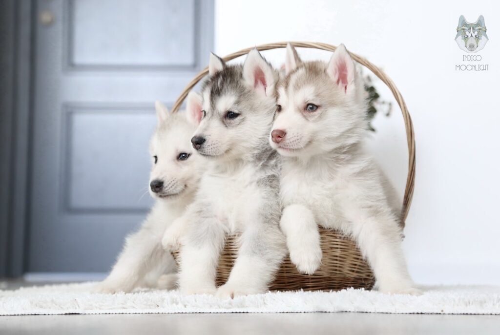 bagdonas marketing agency, სრული მარკეტინგული მომსახურება ,ფოტო/ ვიდეო გადაღება