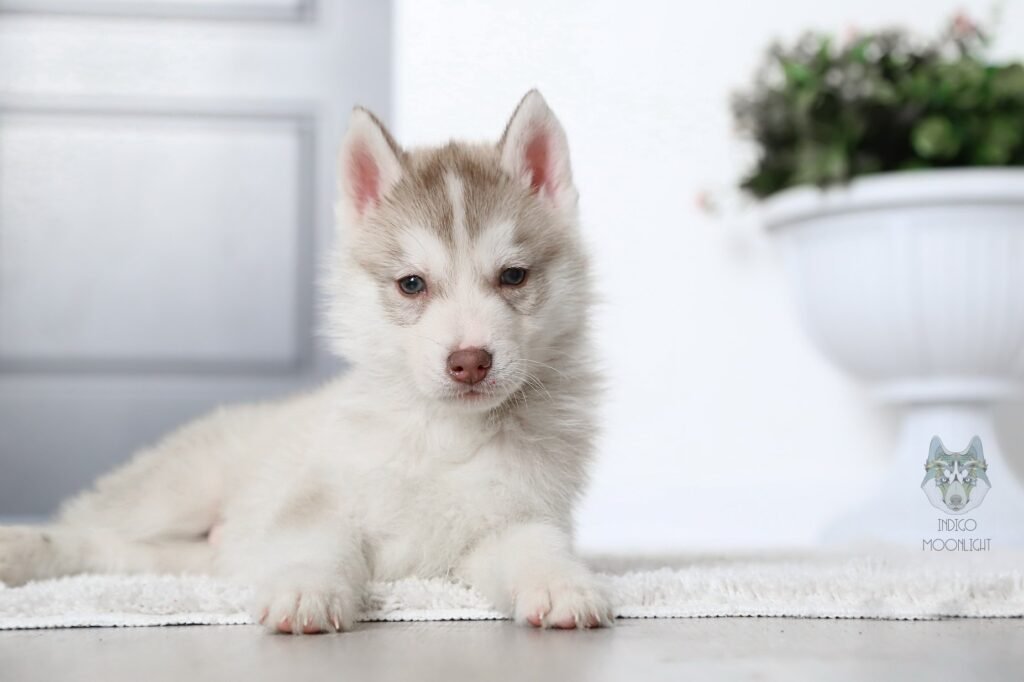 bagdonas marketing agency, სრული მარკეტინგული მომსახურება ,ფოტო/ ვიდეო გადაღება