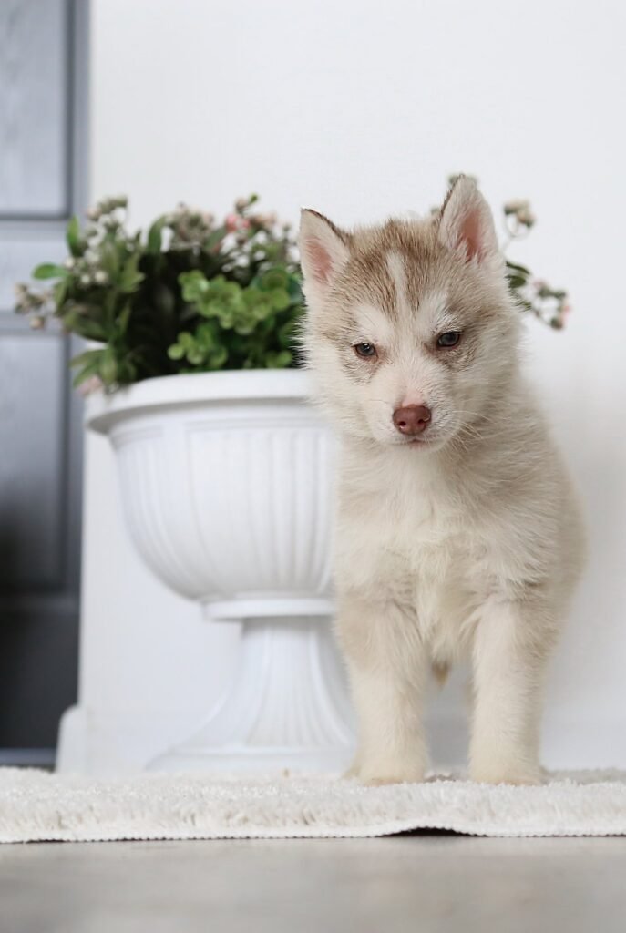 bagdonas marketing agency, სრული მარკეტინგული მომსახურება ,ფოტო/ ვიდეო გადაღება