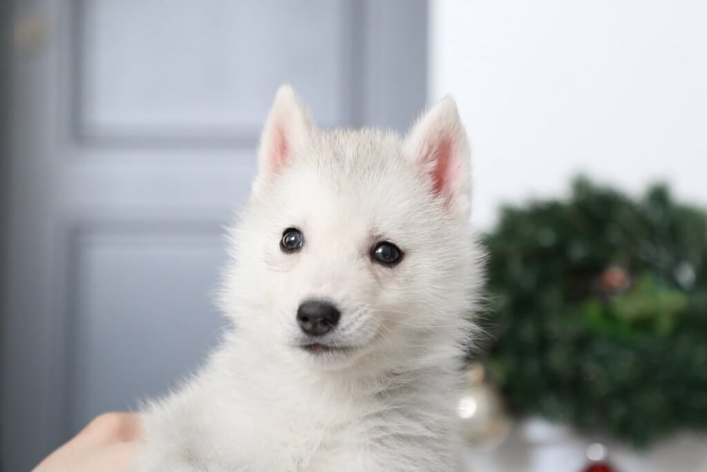 bagdonas marketing agency, სრული მარკეტინგული მომსახურება ,ფოტო/ ვიდეო გადაღება