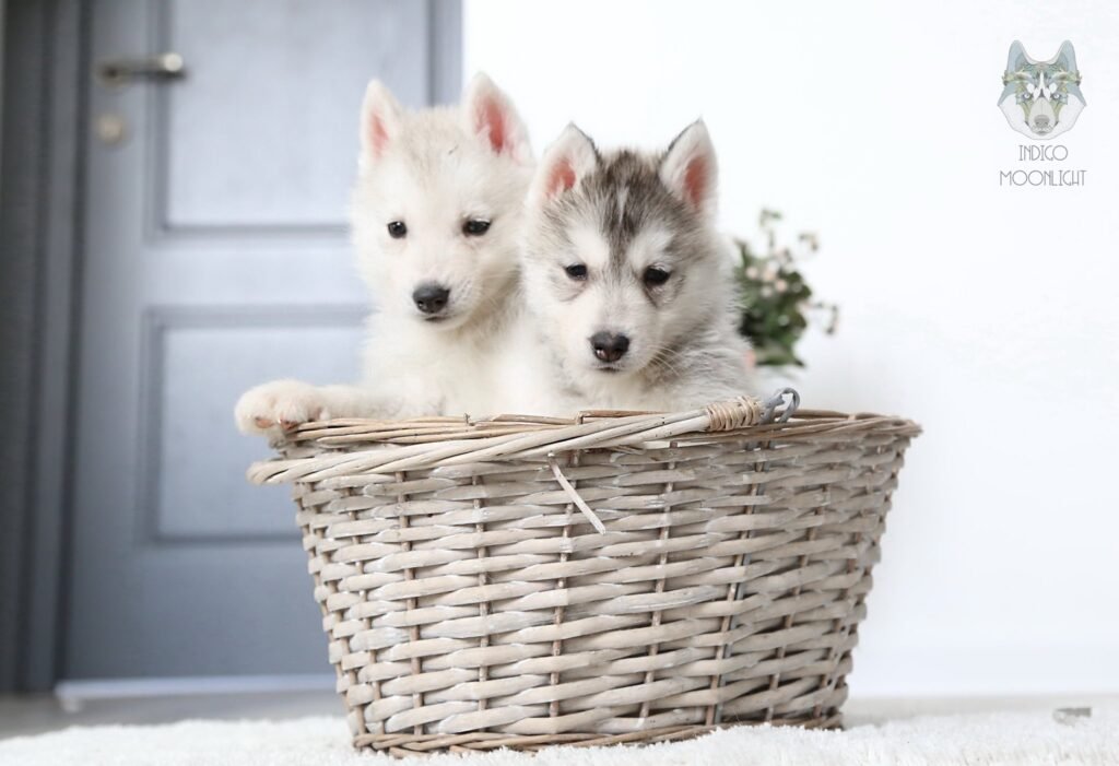 bagdonas marketing agency, სრული მარკეტინგული მომსახურება ,ფოტო/ ვიდეო გადაღება