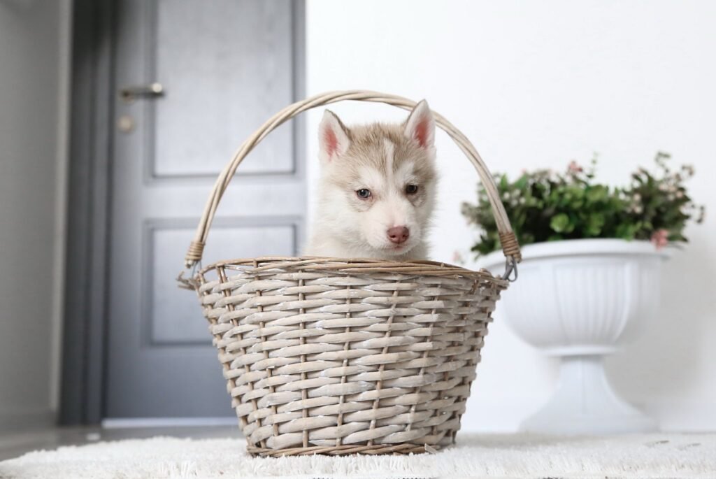 bagdonas marketing agency, სრული მარკეტინგული მომსახურება ,ფოტო/ ვიდეო გადაღება