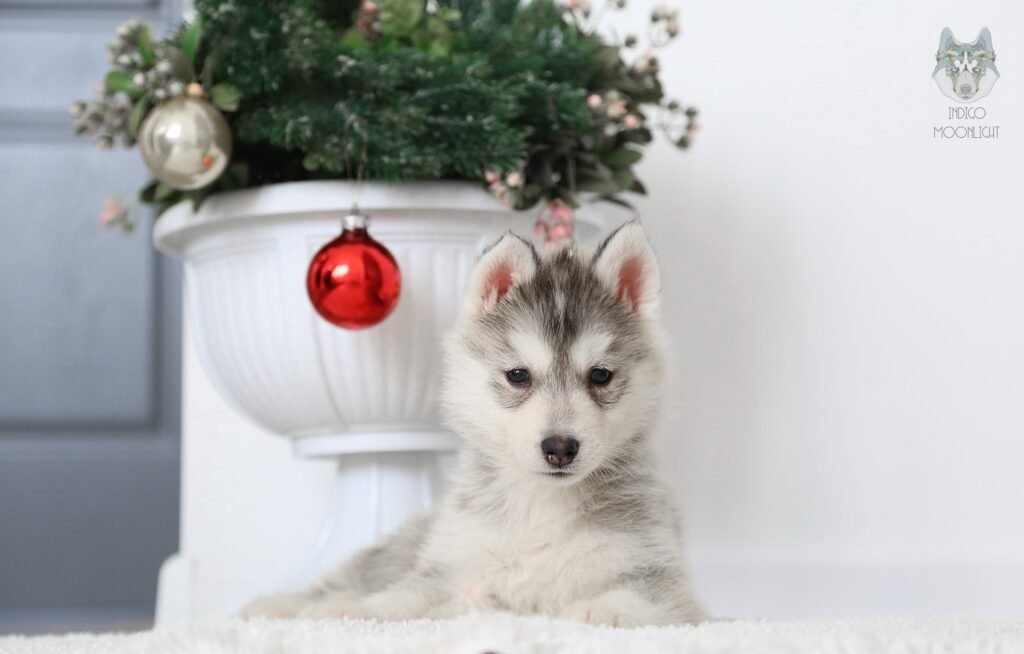 bagdonas marketing agency, სრული მარკეტინგული მომსახურება ,ფოტო/ ვიდეო გადაღება