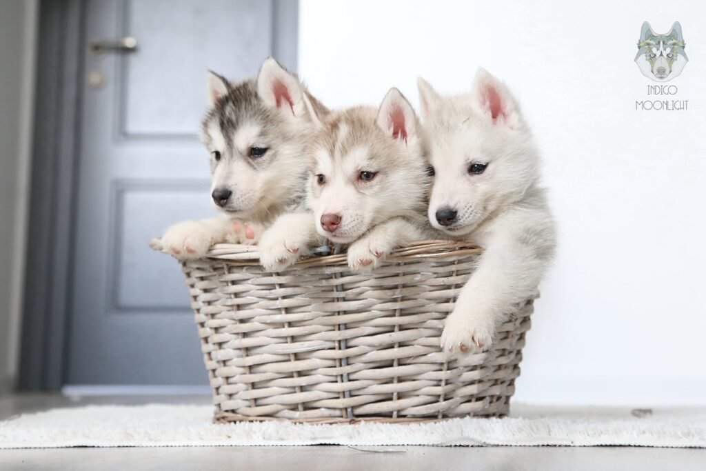 bagdonas marketing agency, სრული მარკეტინგული მომსახურება ,ფოტო/ ვიდეო გადაღება