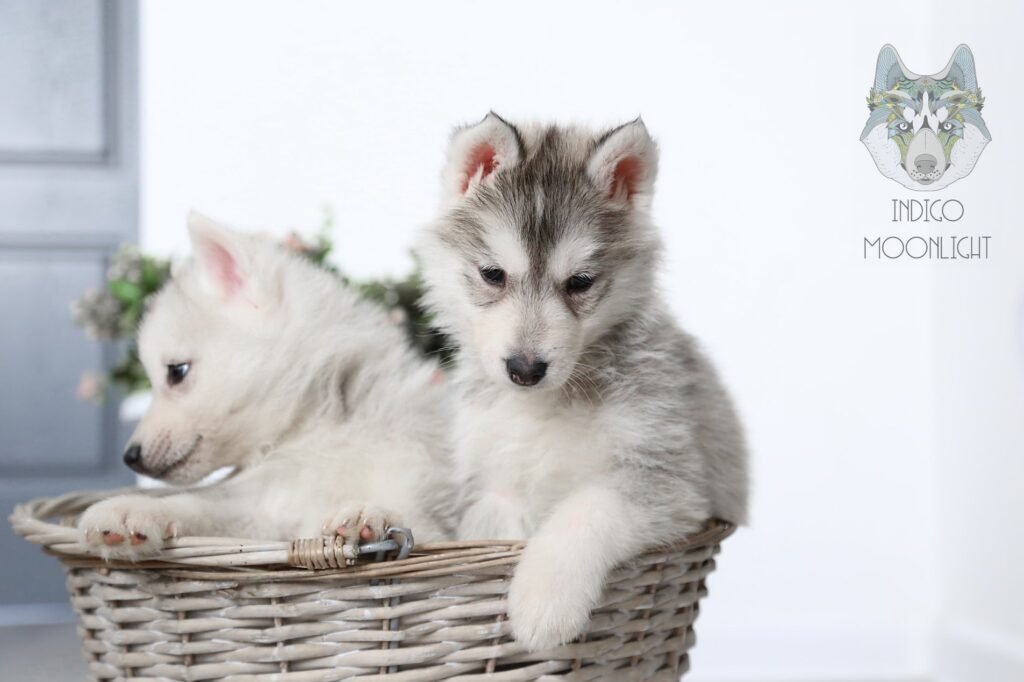 bagdonas marketing agency, სრული მარკეტინგული მომსახურება ,ფოტო/ ვიდეო გადაღება