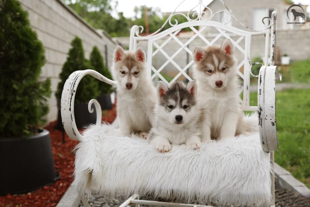 bagdonas marketing agency, სრული მარკეტინგული მომსახურება ,ფოტო/ ვიდეო გადაღება