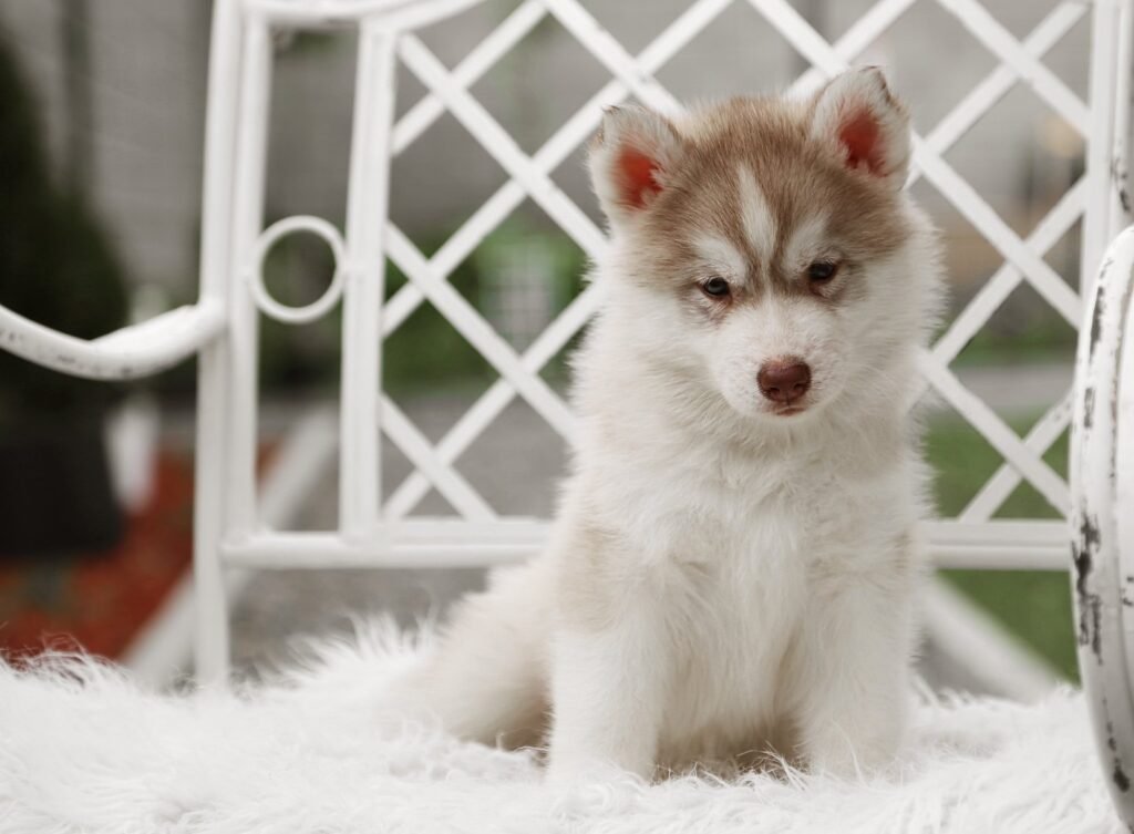 bagdonas marketing agency, სრული მარკეტინგული მომსახურება ,ფოტო/ ვიდეო გადაღება