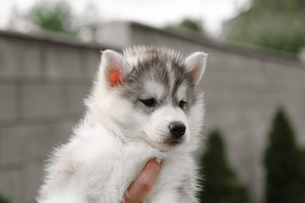 bagdonas marketing agency, სრული მარკეტინგული მომსახურება ,ფოტო/ ვიდეო გადაღება