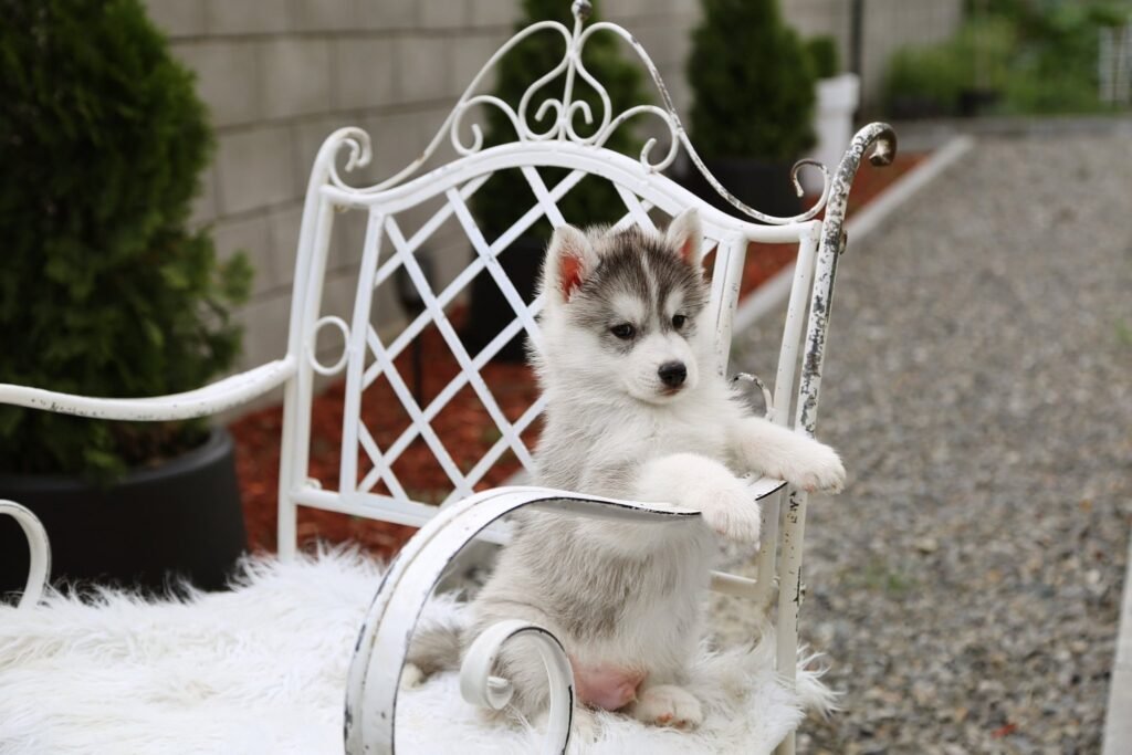 bagdonas marketing agency, სრული მარკეტინგული მომსახურება ,ფოტო/ ვიდეო გადაღება