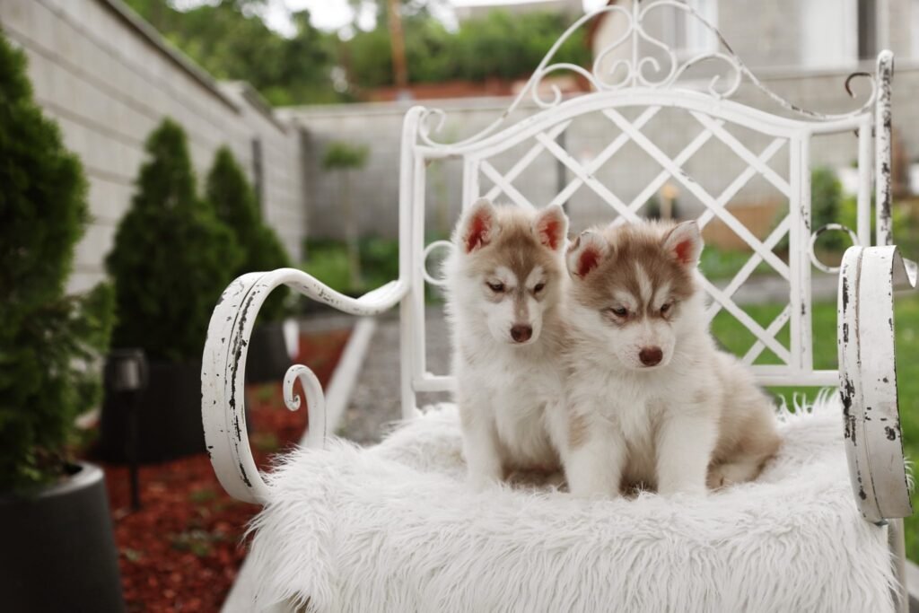 bagdonas marketing agency, სრული მარკეტინგული მომსახურება ,ფოტო/ ვიდეო გადაღება