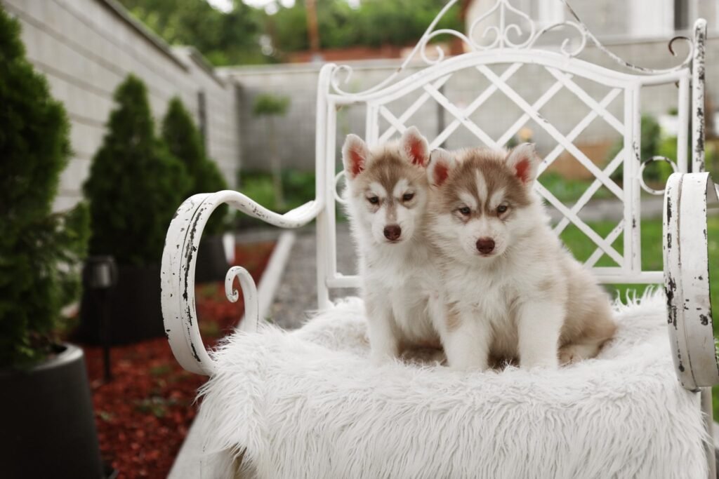 bagdonas marketing agency, სრული მარკეტინგული მომსახურება ,ფოტო/ ვიდეო გადაღება