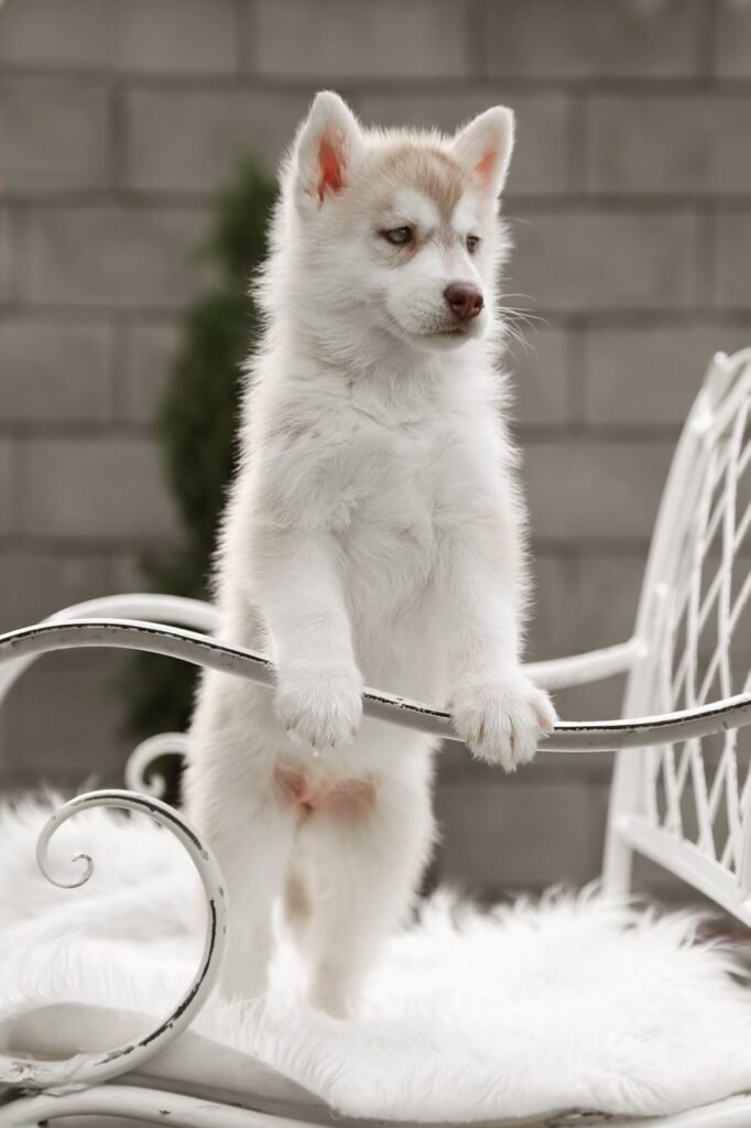 bagdonas marketing agency, სრული მარკეტინგული მომსახურება ,ფოტო/ ვიდეო გადაღება