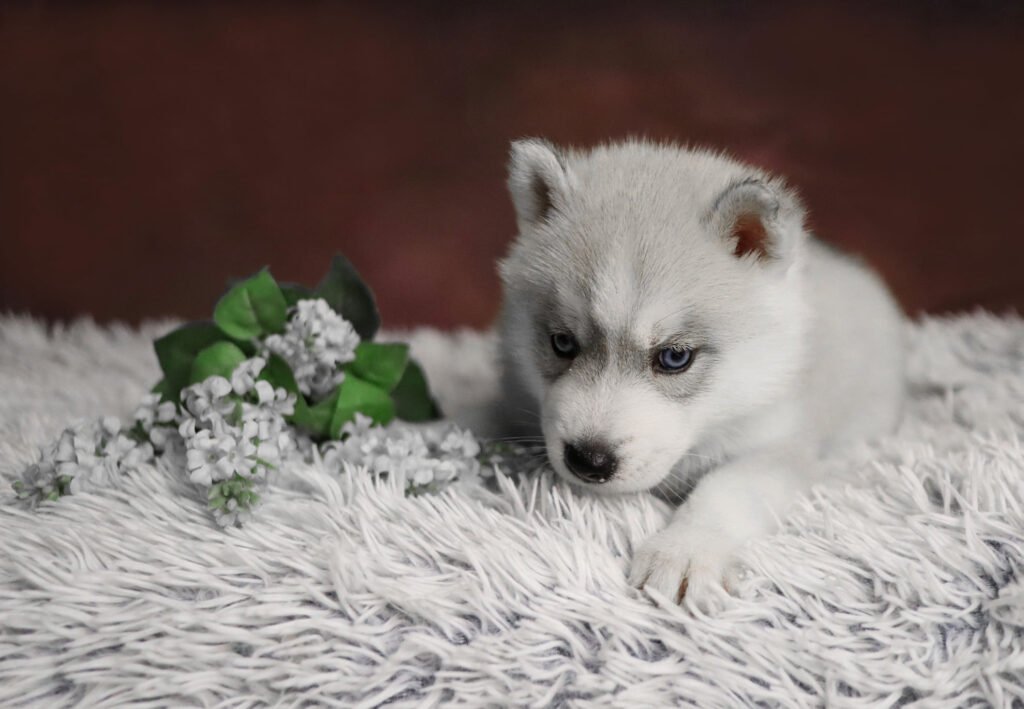 bagdonas marketing agency, სრული მარკეტინგული მომსახურება ,ფოტო/ ვიდეო გადაღება