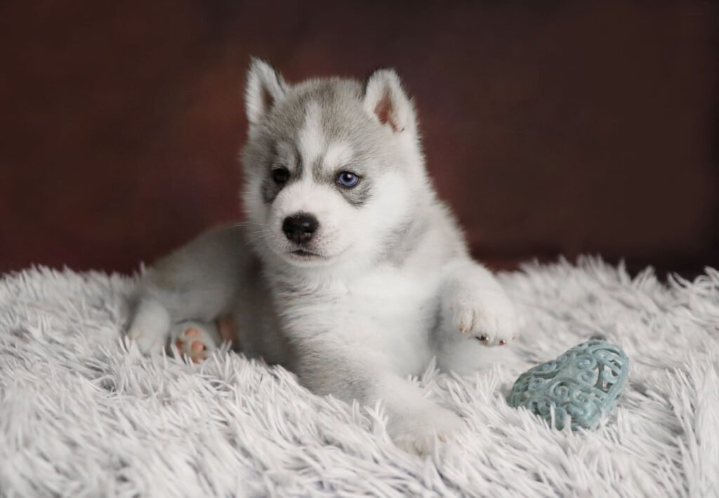 bagdonas marketing agency, სრული მარკეტინგული მომსახურება ,ფოტო/ ვიდეო გადაღება