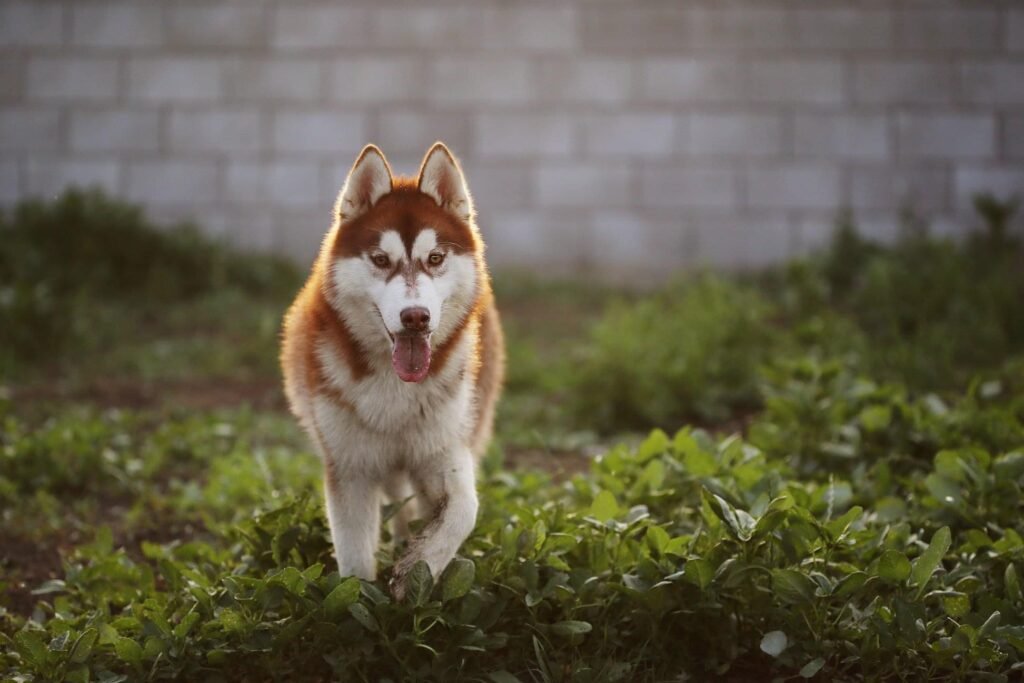 bagdonas marketing agency, სრული მარკეტინგული მომსახურება ,ფოტო/ ვიდეო გადაღება