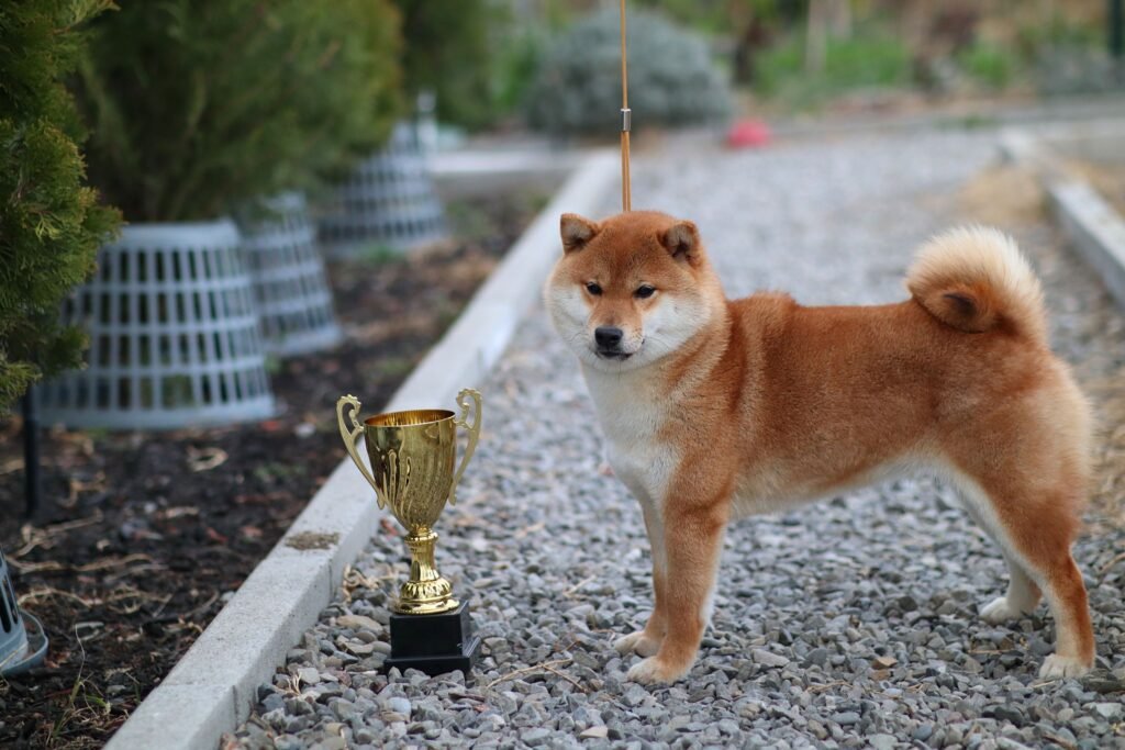 bagdonas marketing agency, სრული მარკეტინგული მომსახურება ,ფოტო/ ვიდეო გადაღება