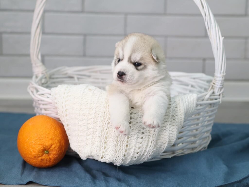 bagdonas marketing agency, სრული მარკეტინგული მომსახურება ,ფოტო/ ვიდეო გადაღება