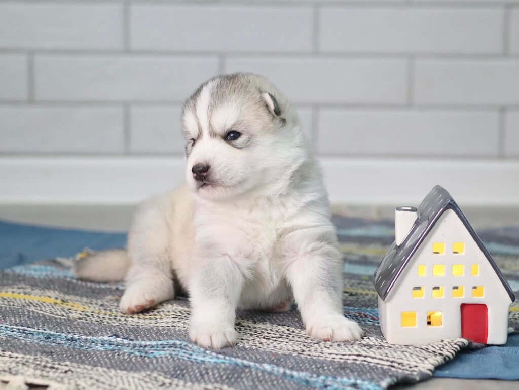 bagdonas marketing agency, სრული მარკეტინგული მომსახურება ,ფოტო/ ვიდეო გადაღება