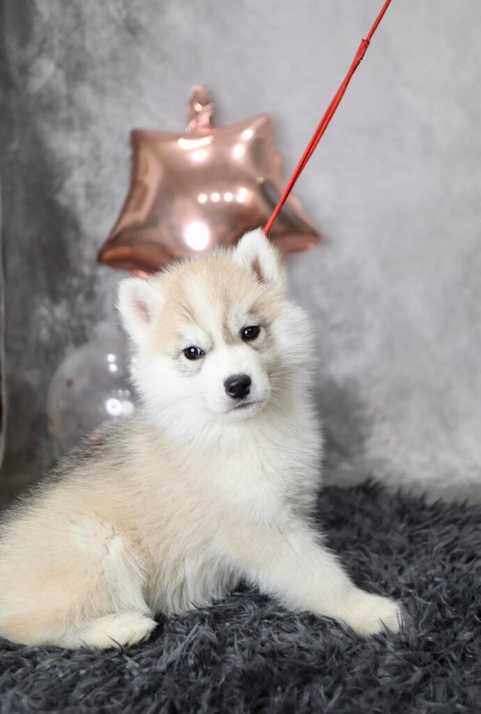 bagdonas marketing agency, სრული მარკეტინგული მომსახურება ,ფოტო/ ვიდეო გადაღება