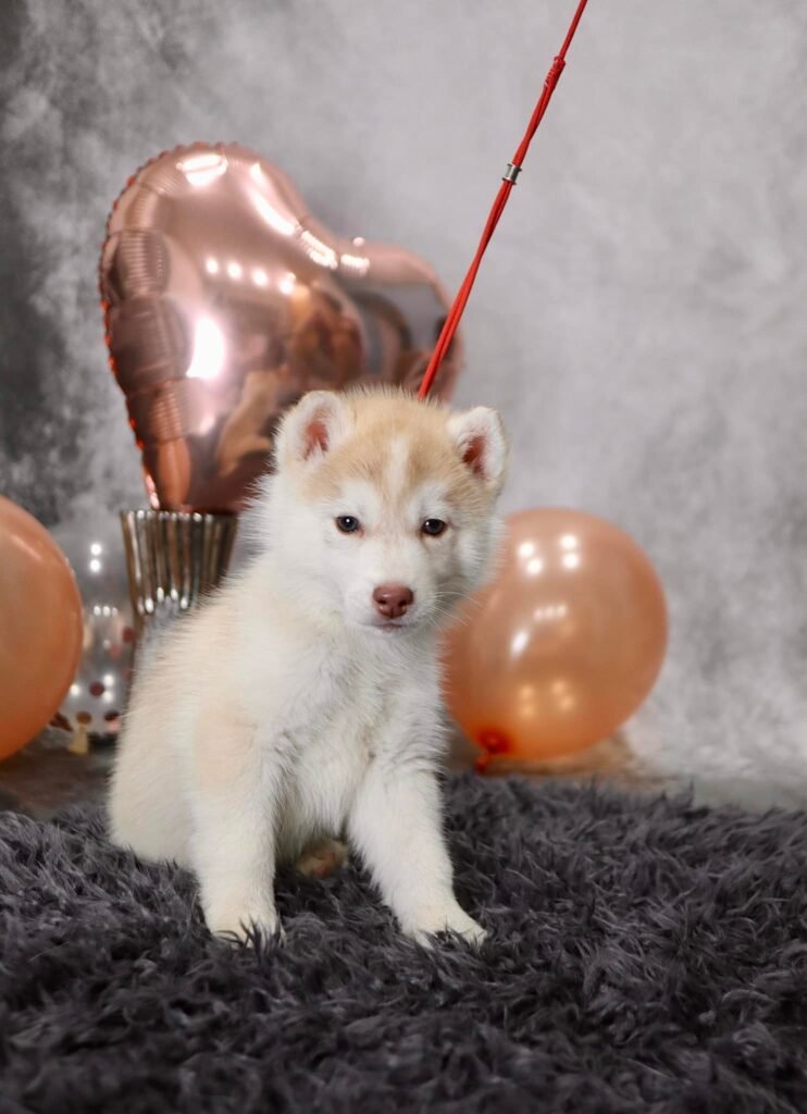 bagdonas marketing agency, სრული მარკეტინგული მომსახურება ,ფოტო/ ვიდეო გადაღება