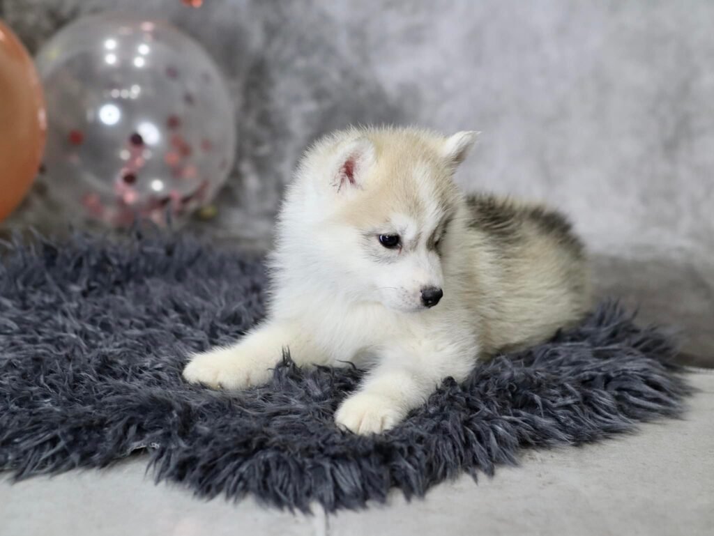 bagdonas marketing agency, სრული მარკეტინგული მომსახურება ,ფოტო/ ვიდეო გადაღება