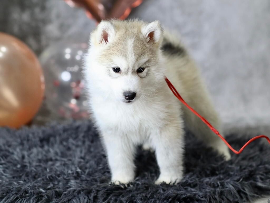 bagdonas marketing agency, სრული მარკეტინგული მომსახურება ,ფოტო/ ვიდეო გადაღება