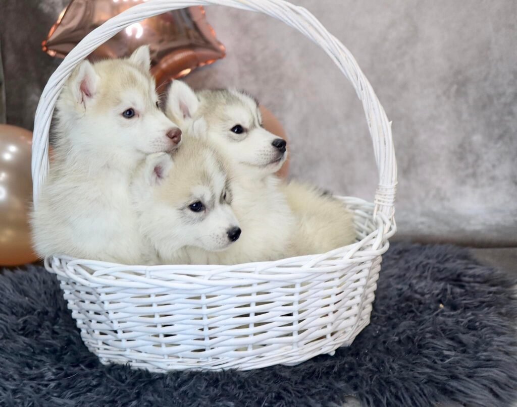 bagdonas marketing agency, სრული მარკეტინგული მომსახურება ,ფოტო/ ვიდეო გადაღება