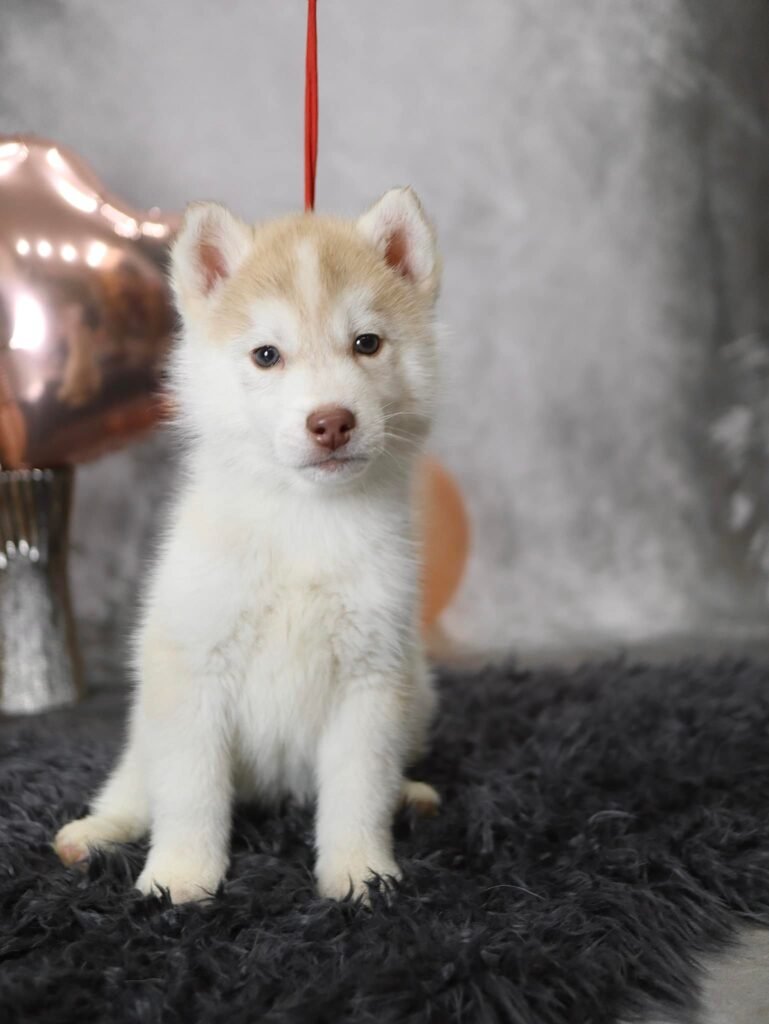 bagdonas marketing agency, სრული მარკეტინგული მომსახურება ,ფოტო/ ვიდეო გადაღება