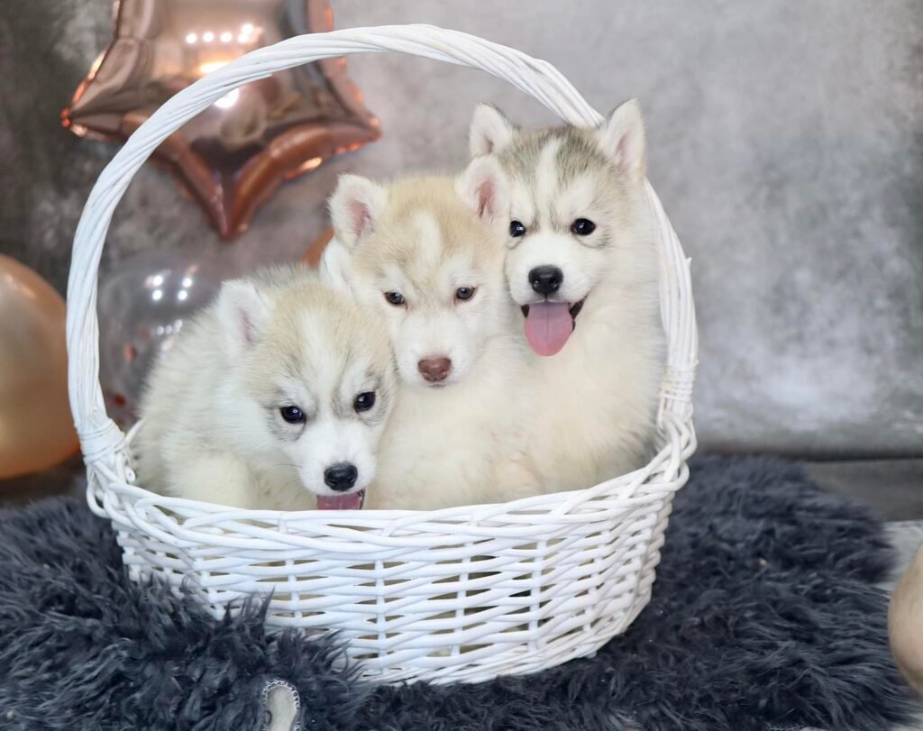 bagdonas marketing agency, სრული მარკეტინგული მომსახურება ,ფოტო/ ვიდეო გადაღება