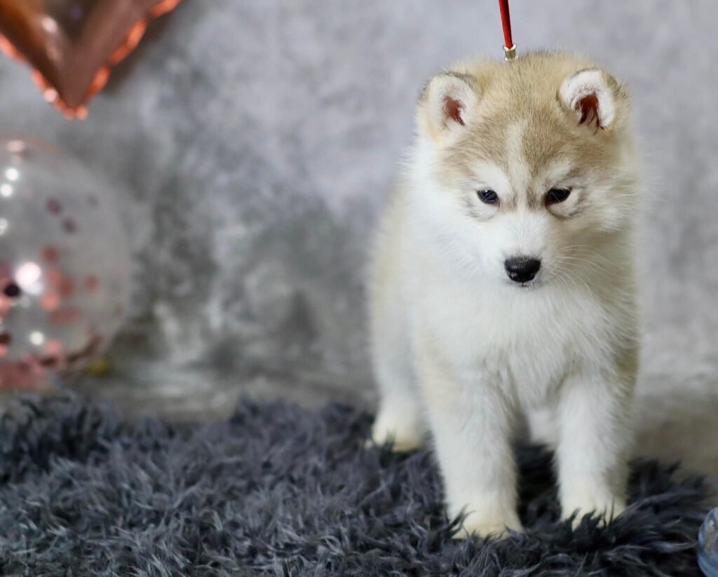 bagdonas marketing agency, სრული მარკეტინგული მომსახურება ,ფოტო/ ვიდეო გადაღება