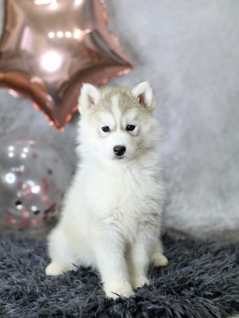 bagdonas marketing agency, სრული მარკეტინგული მომსახურება ,ფოტო/ ვიდეო გადაღება