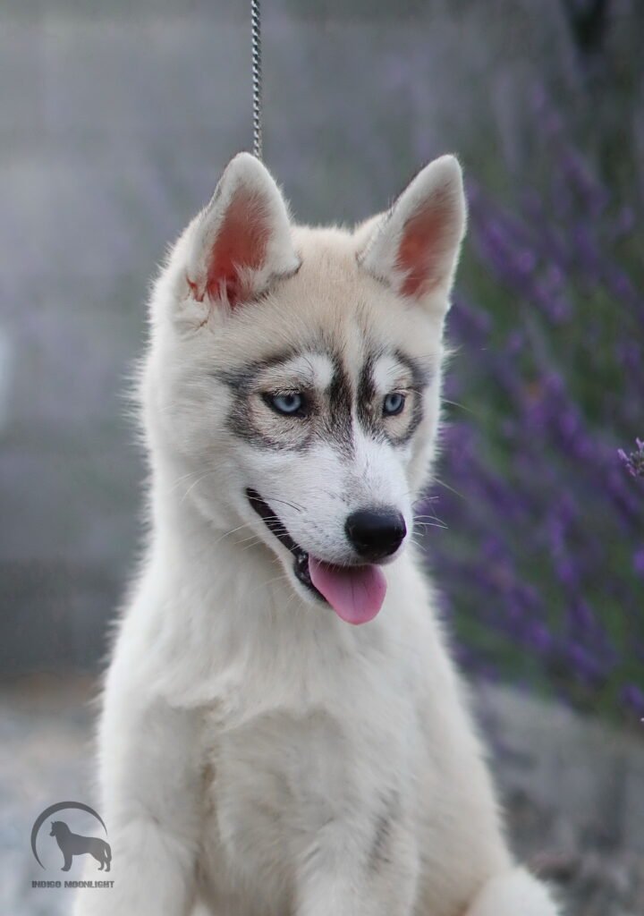 bagdonas marketing agency, სრული მარკეტინგული მომსახურება ,ფოტო/ ვიდეო გადაღება