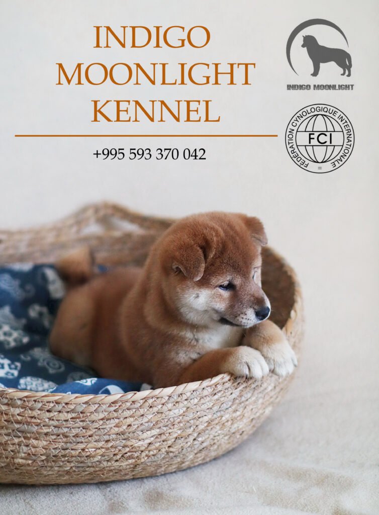 bagdonas marketing agency, სრული მარკეტინგული მომსახურება ,ფოტო/ ვიდეო გადაღება