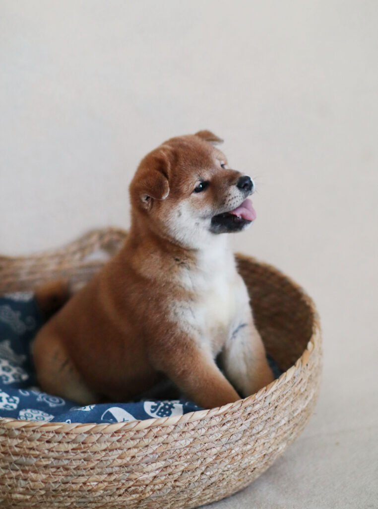 bagdonas marketing agency, სრული მარკეტინგული მომსახურება ,ფოტო/ ვიდეო გადაღება